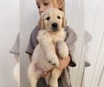 Small Photo #1 Golden Retriever Puppy For Sale in LAKEWOOD, CA, USA
