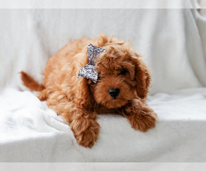 Cavalier King Charles Spaniel-Poodle (Toy) Mix Puppy for sale in LIBERTY, KY, USA