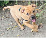 Small #4 American Staffordshire Terrier-Labrador Retriever Mix
