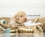 Small Photo #2 Goldendoodle Puppy For Sale in BOGALUSA, LA, USA