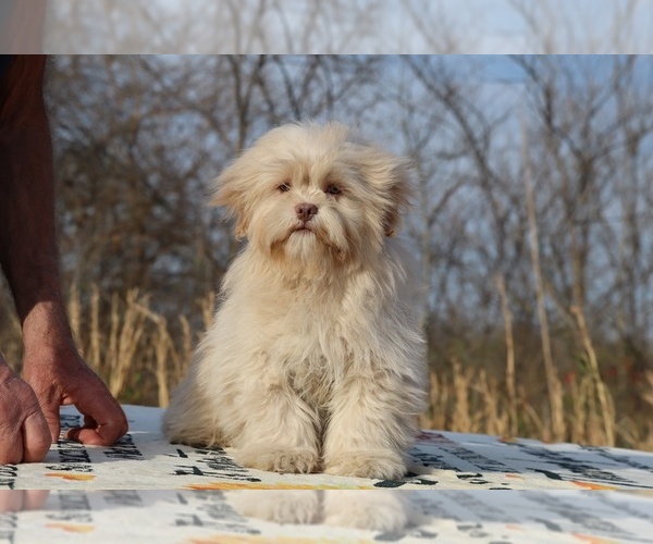 Medium Photo #3 ShihPoo Puppy For Sale in DYERSBURG, TN, USA