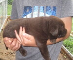 Small Photo #4 Labrador Retriever Puppy For Sale in ATHOL, MA, USA