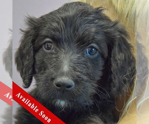 Medium Photo #1 Spaniel-Unknown Mix Puppy For Sale in Huntley, IL, USA