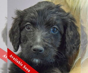 Spaniel-Unknown Mix Dogs for adoption in Huntley, IL, USA