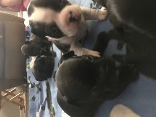 Faux Frenchbo Bulldog Puppy for sale in EUGENE, OR, USA
