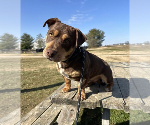 Medium Photo #1 Mutt Puppy For Sale in Evansville, IN, USA