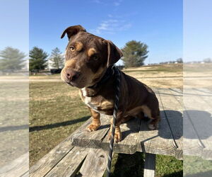 Mutt Dogs for adoption in Evansville, IN, USA
