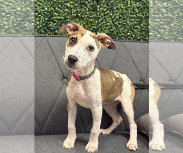 Medium Photo #2 Mutt Puppy For Sale in Jefferson, WI, USA