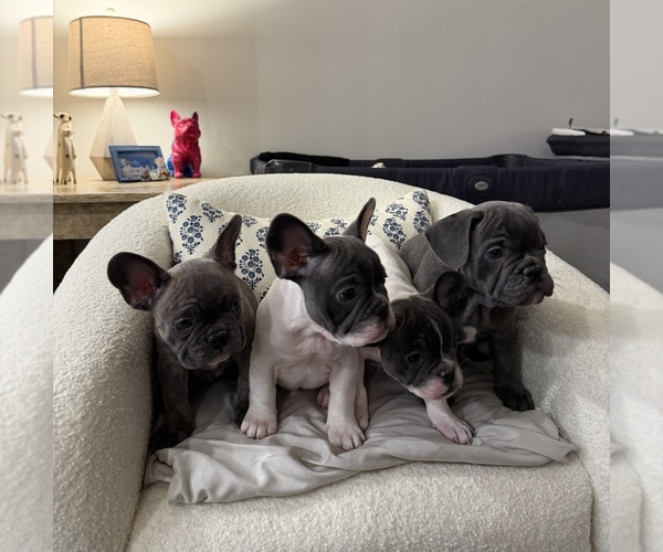 Medium Photo #2 French Bulldog Puppy For Sale in ROCKVILLE, MD, USA