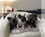 Small #1 French Bulldog