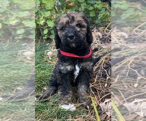 Golden Mountain Doodle  Puppy for Sale in TIMBERVILLE, Virginia USA