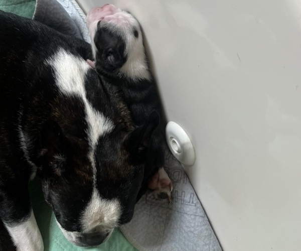 Medium Photo #6 Boston Terrier Puppy For Sale in BURLESON, TX, USA