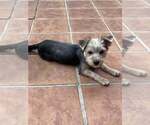 Small #1 Mutt