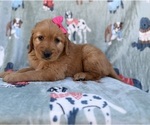 Small #6 Golden Retriever