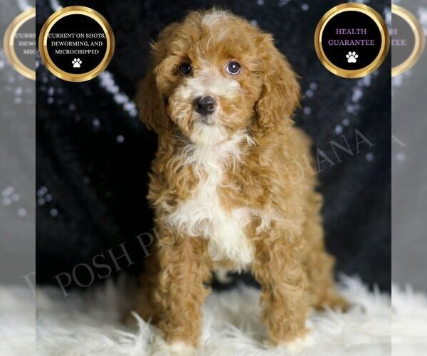 Medium Photo #2 Goldendoodle (Miniature) Puppy For Sale in WARSAW, IN, USA