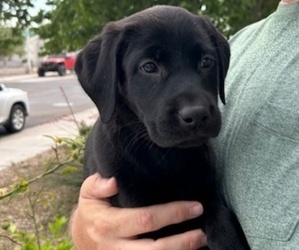 Labrador Retriever Puppy for sale in LAS VEGAS, NV, USA