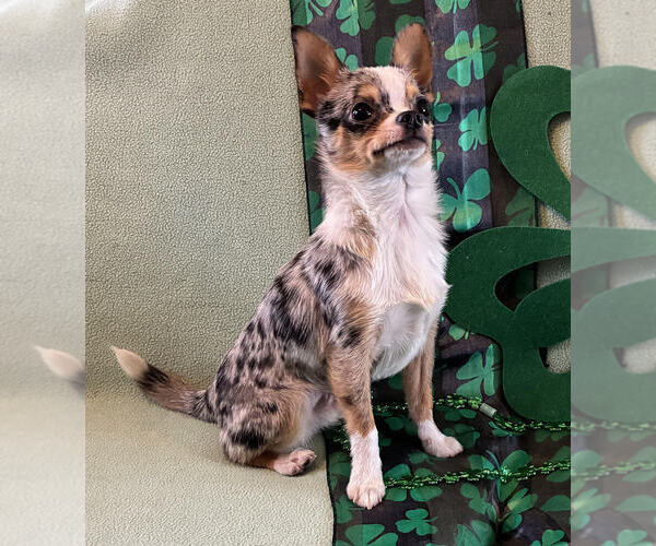 Medium Photo #4 Chihuahua Puppy For Sale in NEWVILLE, PA, USA