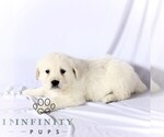 Small #2 English Cream Golden Retriever