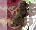 Small Photo #11 French Bullhuahua Puppy For Sale in SPRAGGS, PA, USA
