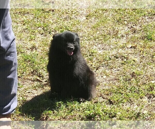 Medium Photo #3 Pomeranian Puppy For Sale in TITUSVILLE, FL, USA