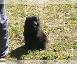 Small #2 Pomeranian
