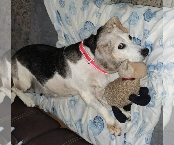 Medium Photo #4 Beagle Puppy For Sale in Dunnellon, FL, USA