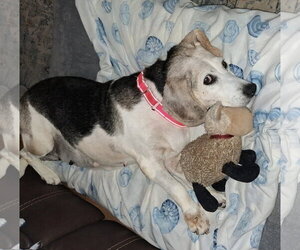 Patience - Female Beagle Dog for Adoption - Photo #4