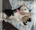 Small Photo #4 Beagle Puppy For Sale in Dunnellon, FL, USA