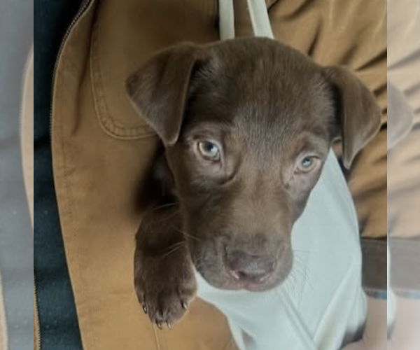 Medium Photo #6 Labrador Retriever-Unknown Mix Puppy For Sale in Brooklyn, NY, USA