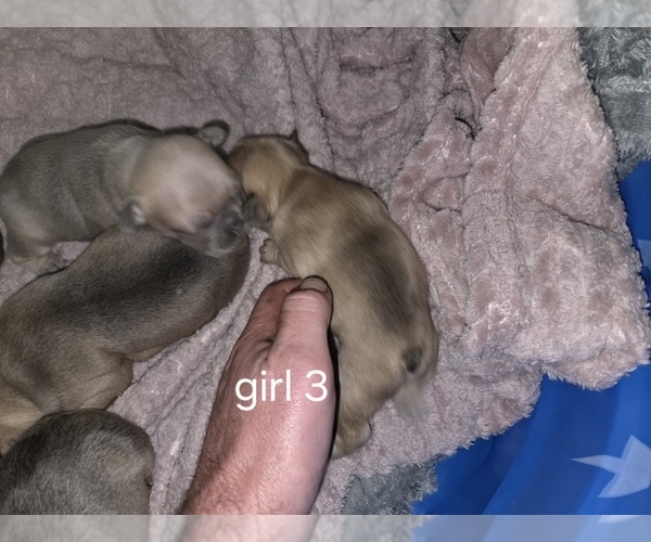 Medium Photo #3 French Bulldog Puppy For Sale in MAPLETON, ME, USA