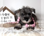 Small Schnauzer (Miniature)