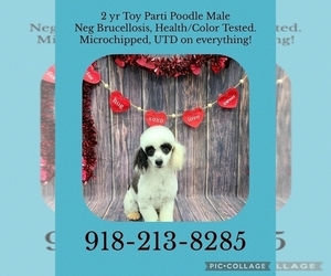 Poodle (Toy) Puppy for sale in CLAREMORE, OK, USA
