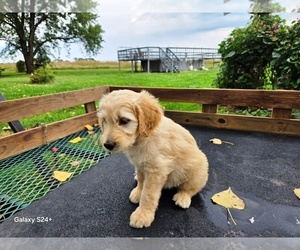 Goldendoodle Puppy for sale in LEON, KS, USA