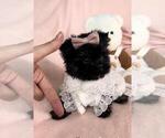 Small #23 Poodle (Toy)
