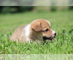 Small #7 Pembroke Welsh Corgi