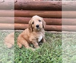 Small #5 Goldendoodle