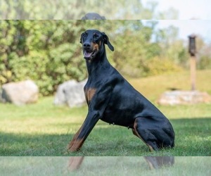 Mother of the Doberman Pinscher puppies born on 08/26/2025