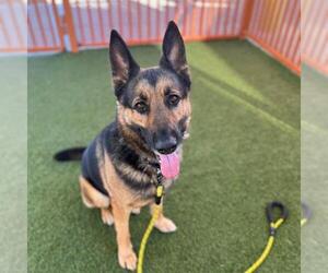 German Shepherd Dog-Unknown Mix Dogs for adoption in Las Vegas, NV, USA