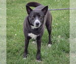 Small #1 Collie Mix