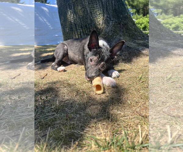 Medium Photo #8 Mutt Puppy For Sale in Oakhurst, NJ, USA