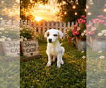Small Jack Russell Terrier Mix