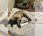 Small #20 German Shepherd Dog