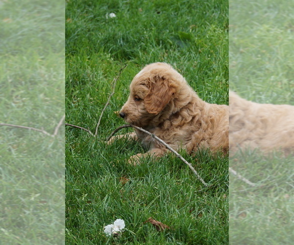 Medium Photo #10 Goldendoodle (Miniature) Puppy For Sale in MILLERSBURG, OH, USA