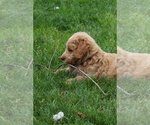 Small #9 Goldendoodle (Miniature)