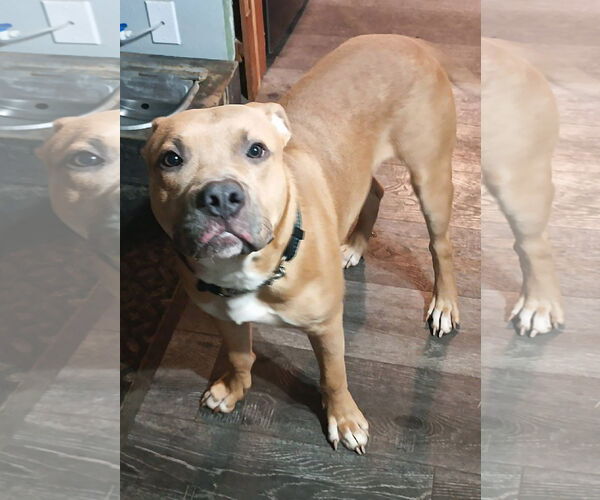 Medium Photo #14 American Pit Bull Terrier-Unknown Mix Puppy For Sale in Germantown, OH, USA