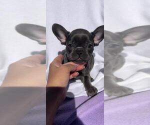 French Bulldog Puppy for sale in SAINT AUGUSTINE, FL, USA