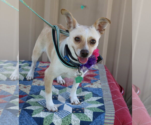 Medium Photo #3 Chihuahua Puppy For Sale in Bandera, TX, USA