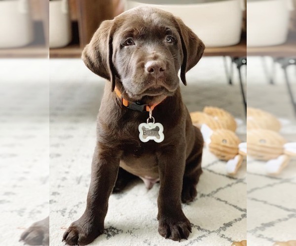 Medium Photo #5 Labrador Retriever Puppy For Sale in DENVER, CO, USA