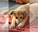 Small #9 Mutt