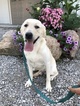 Small Photo #1 Labrador Retriever Puppy For Sale in LEO, IN, USA